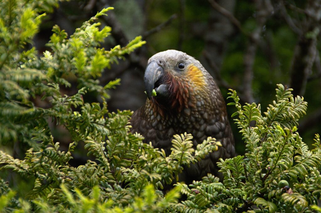 New Zealand Kākā