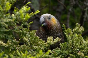New Zealand Kākā