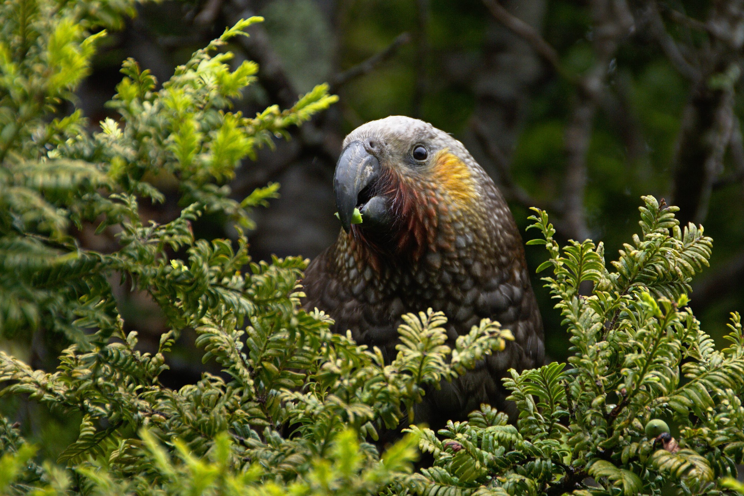 New Zealand Kākā