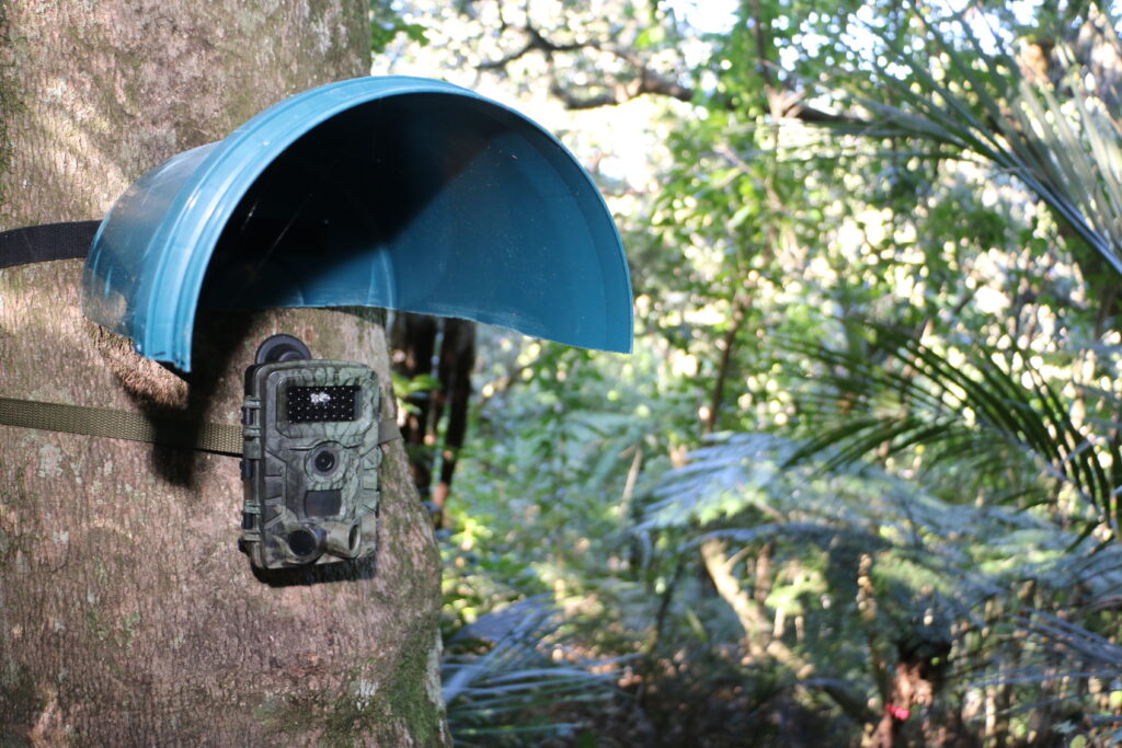 Trail camera attached to tree