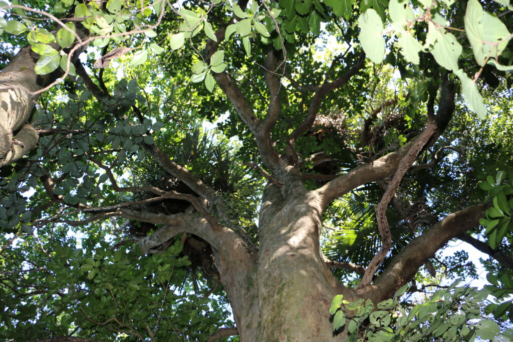 Tree tops