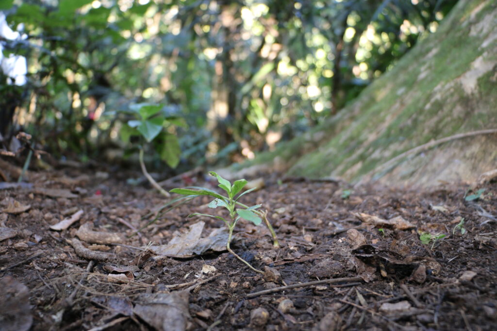 Seedling on forest floor
