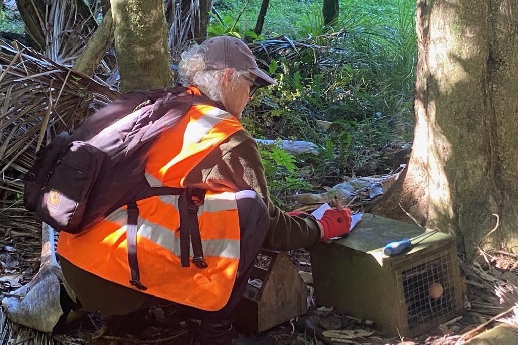 Woman checking trap in bush